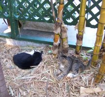 Key West: A Melange of Characters, Cats, and Chickens. 20