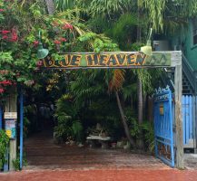 Key West: A Melange of Characters, Cats, and Chickens. 30