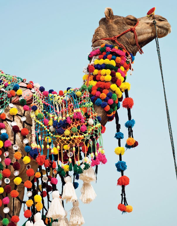 annual pushkar camel fair